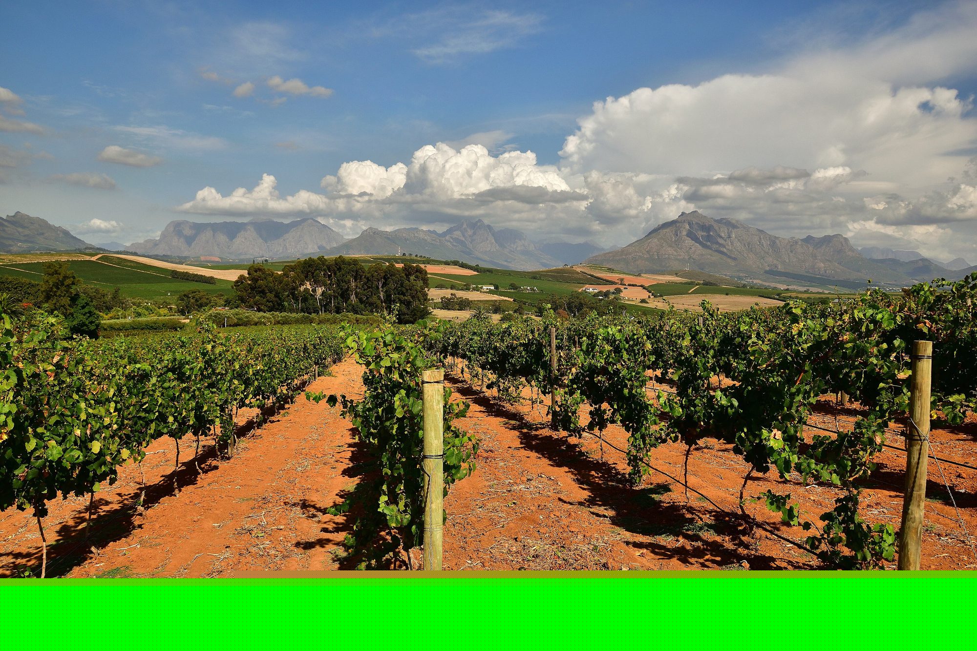 Vineyards in Stellenbosch II