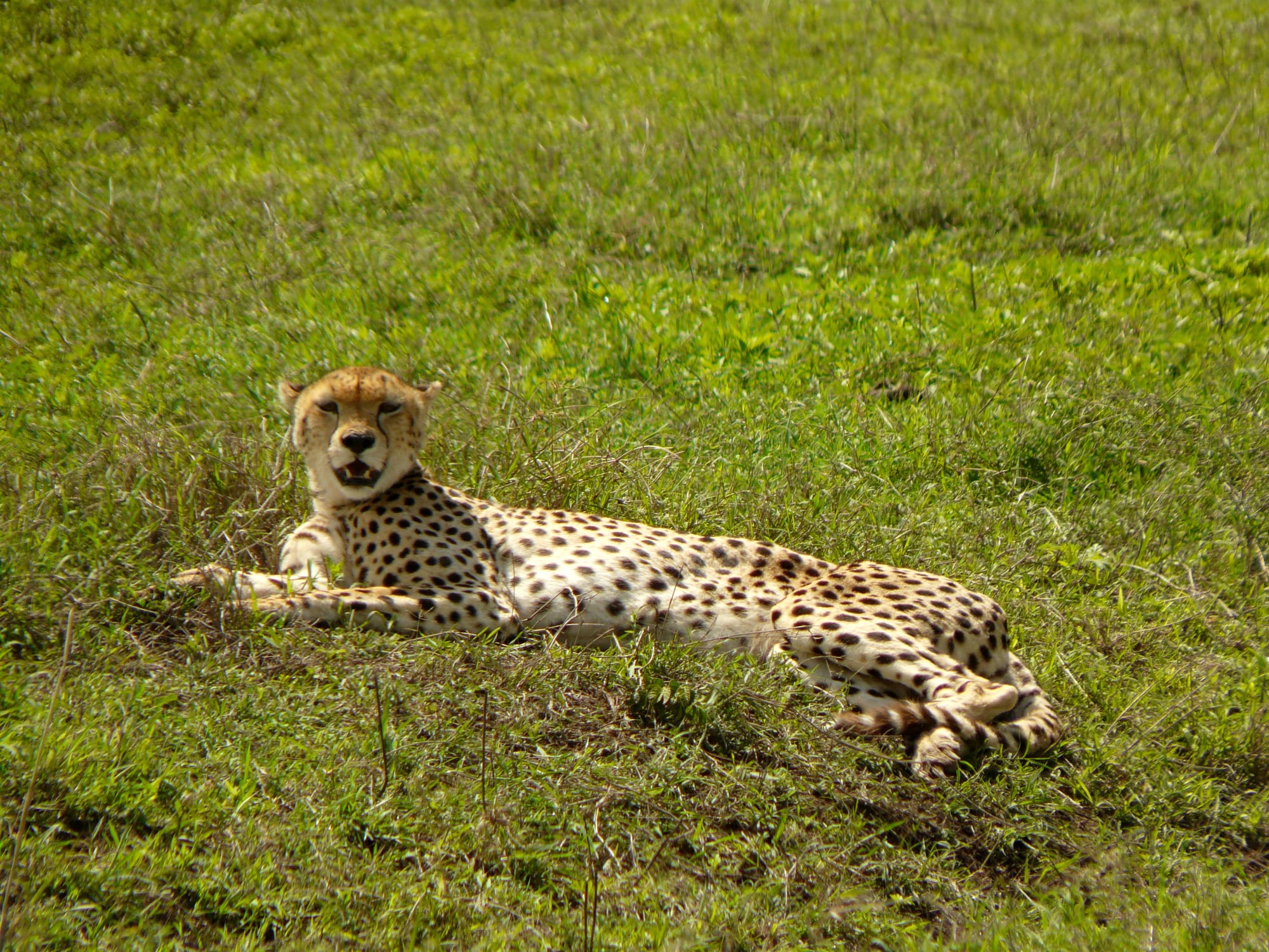 Ngorongoro Crater, Tanzania