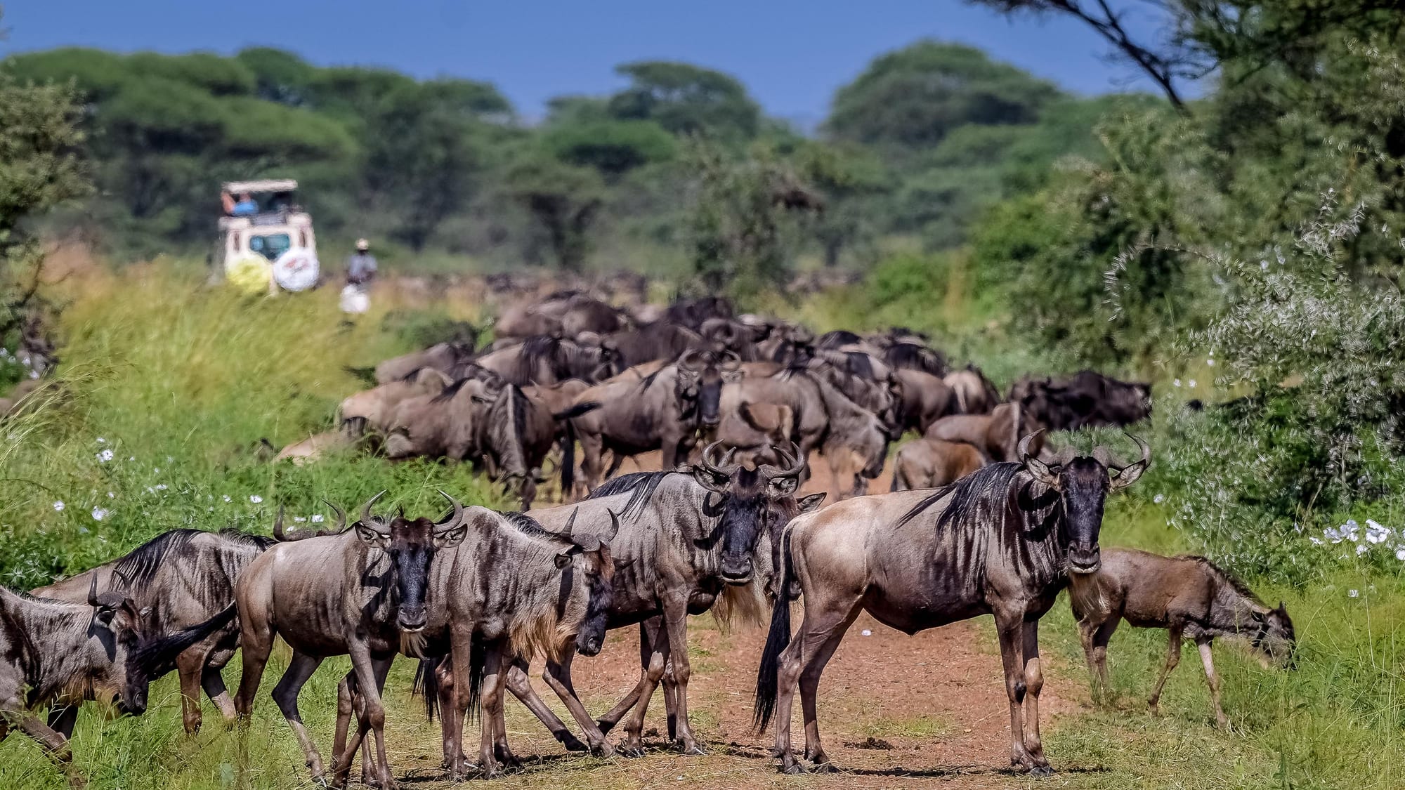 Serengeti, Tanzania