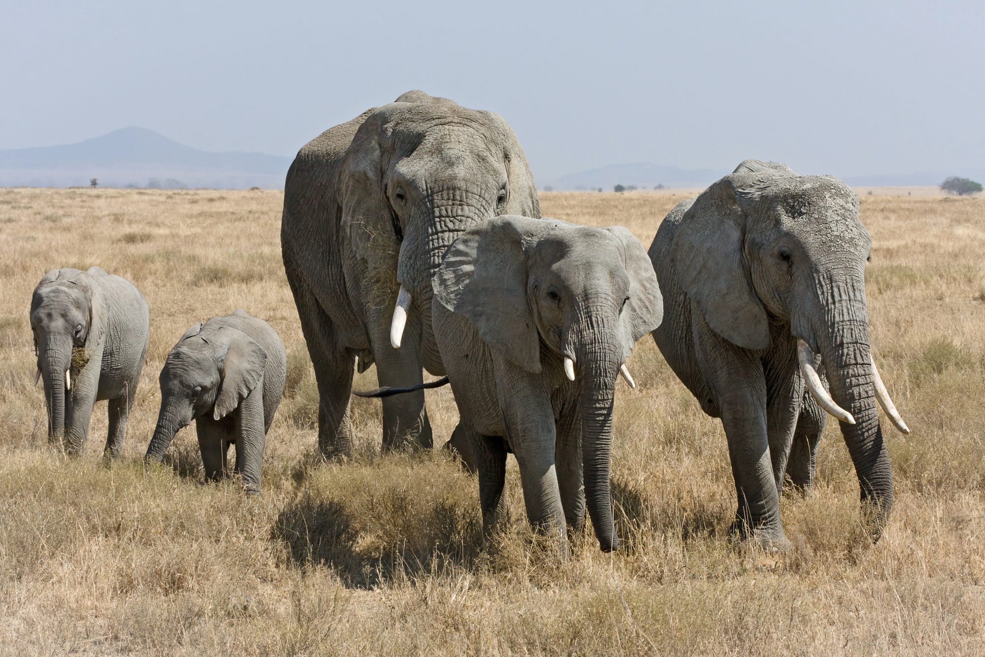 Elephant herd on the Serengeti plains
