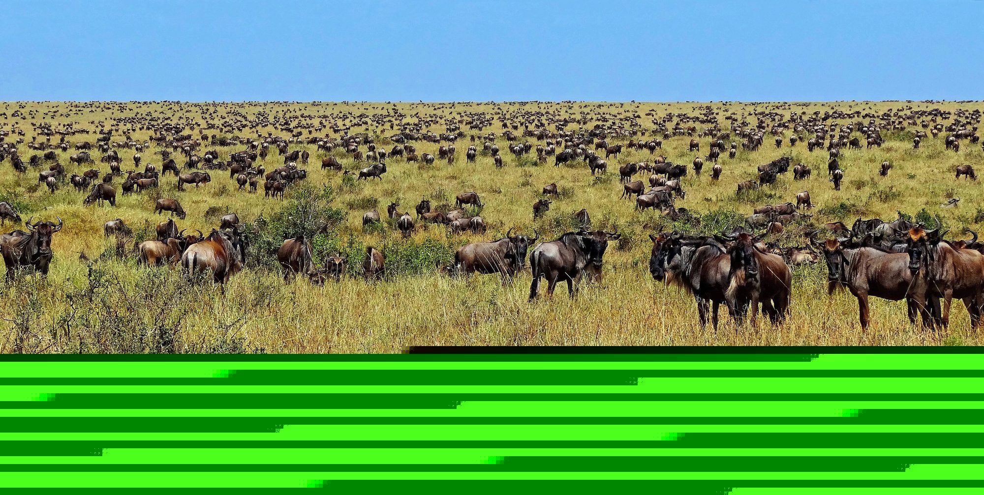 Wildebeest during the Great Migration