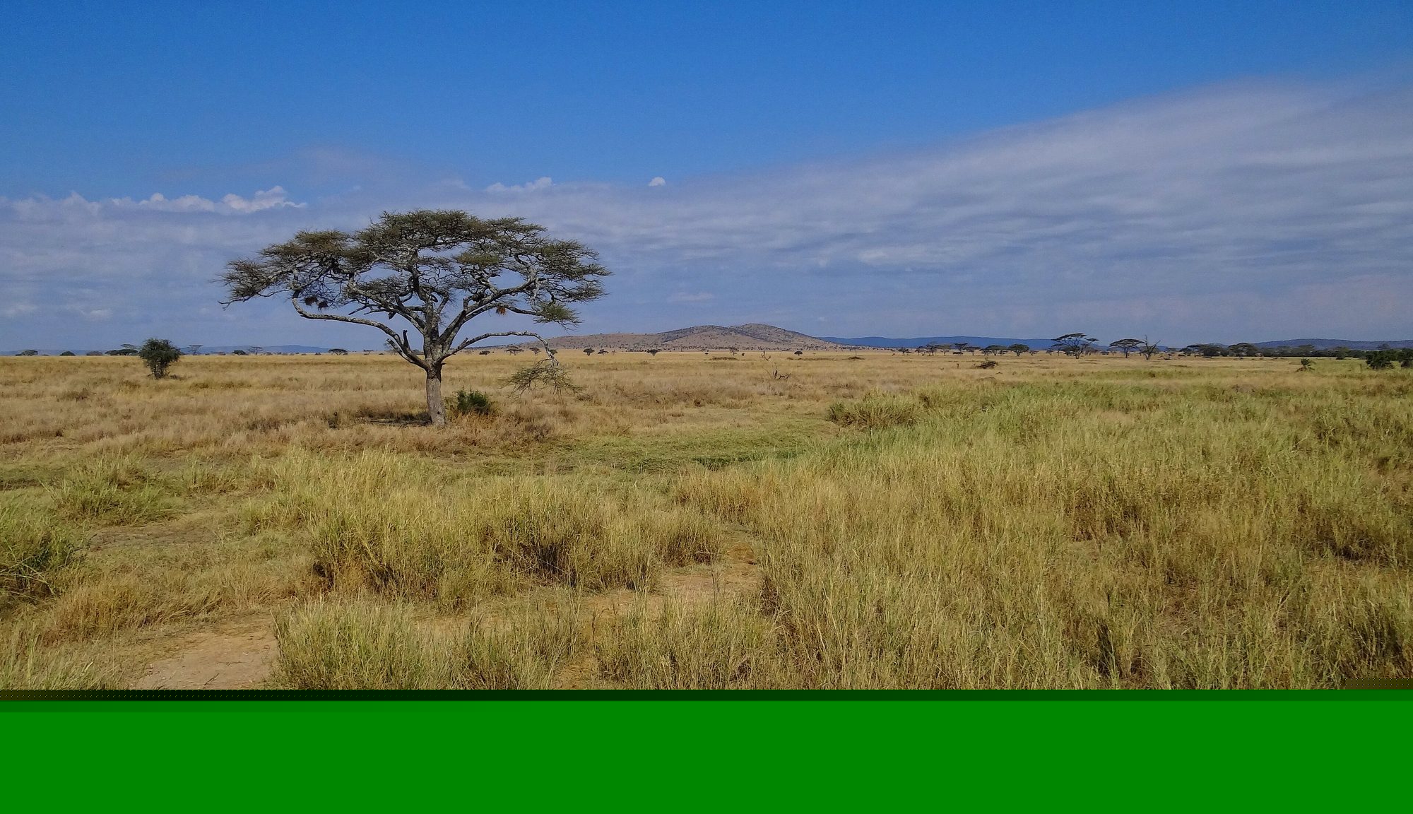 Serengeti landscape