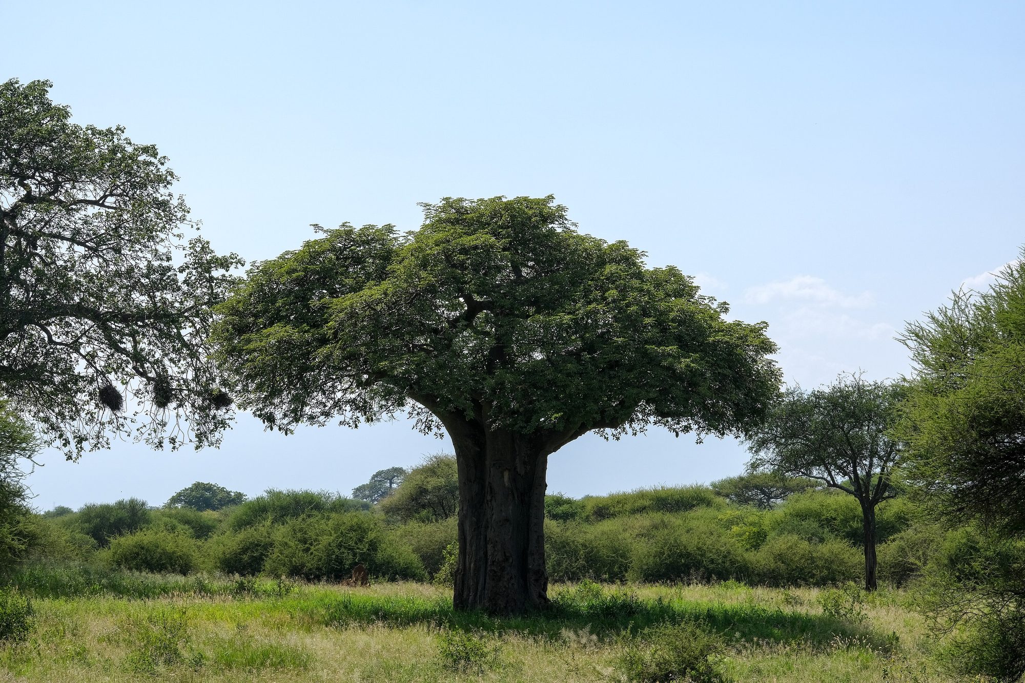 Baobab tree in Tarangire