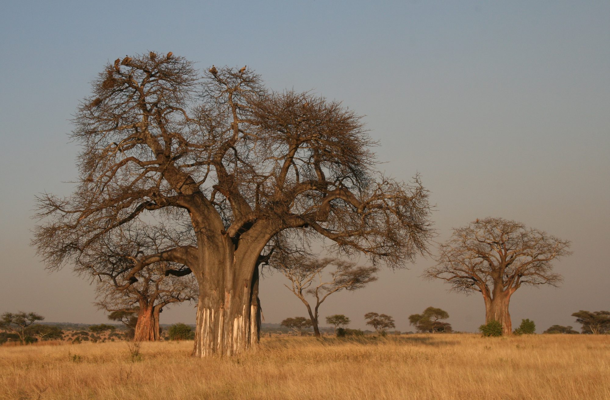 Baobab in Tarangire National Park