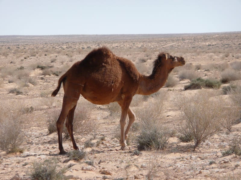 Douz Sahara Gateway, Tunisia