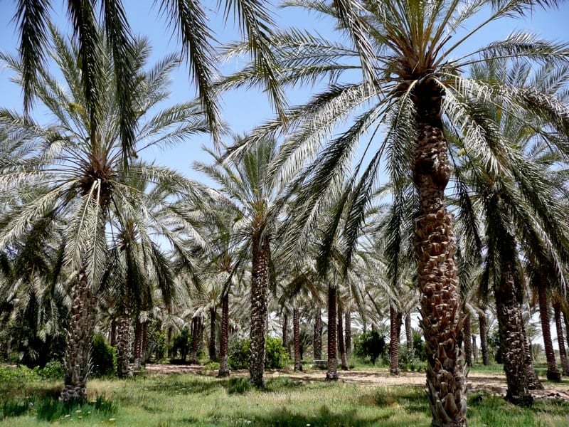 Douz Sahara Gateway, Tunisia