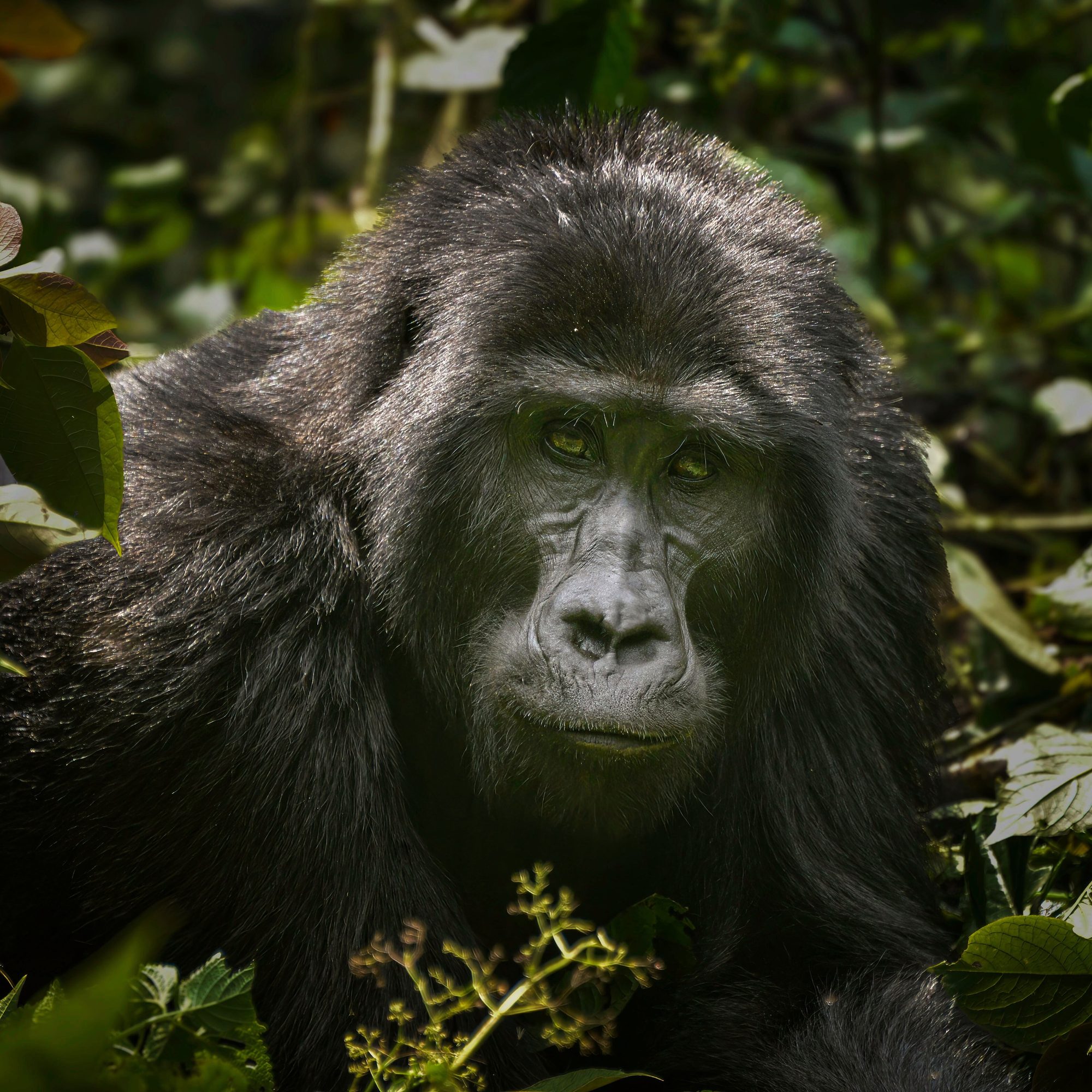 Bwindi Impenetrable Forest, Uganda