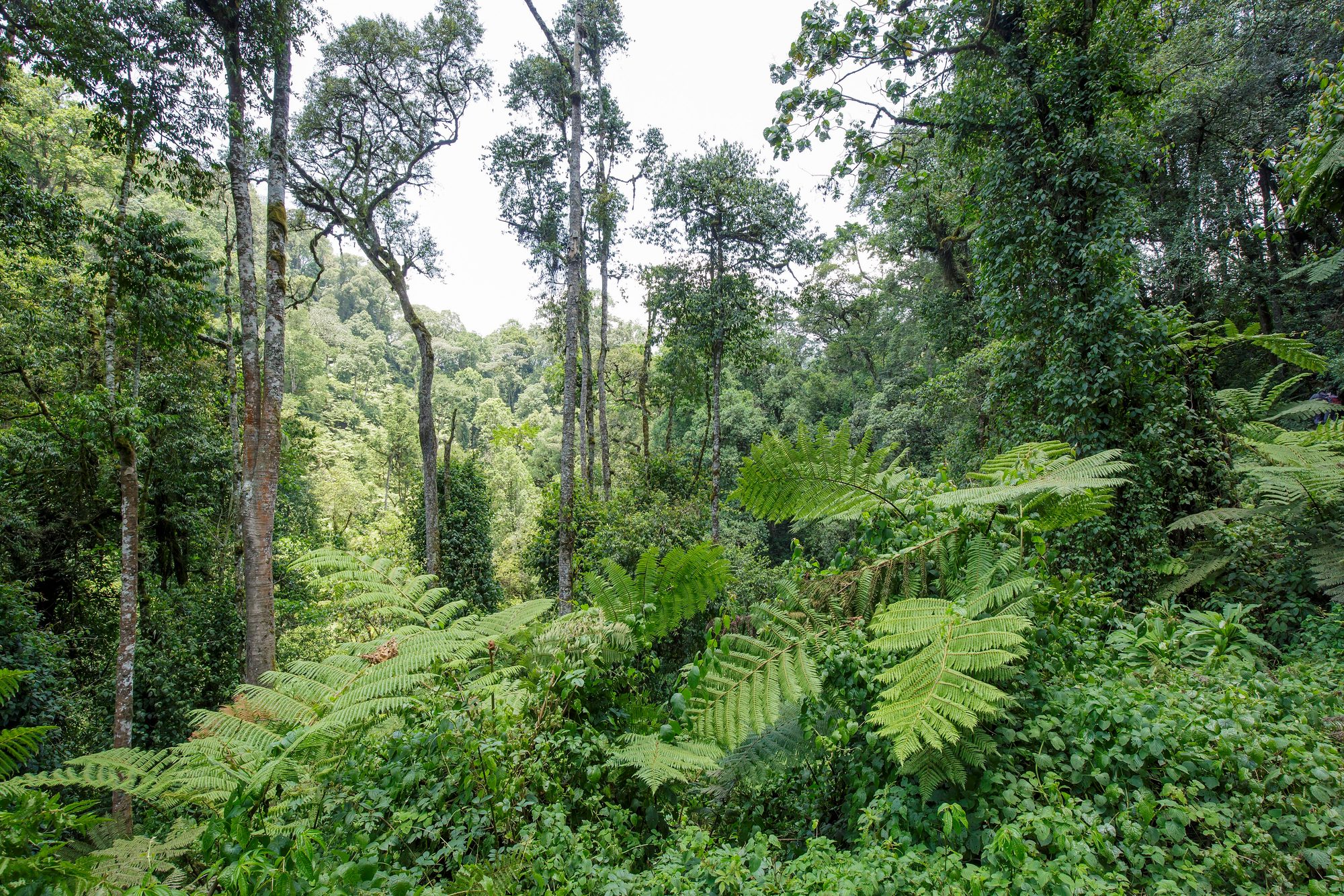 Bwindi Impenetrable Forest, Uganda