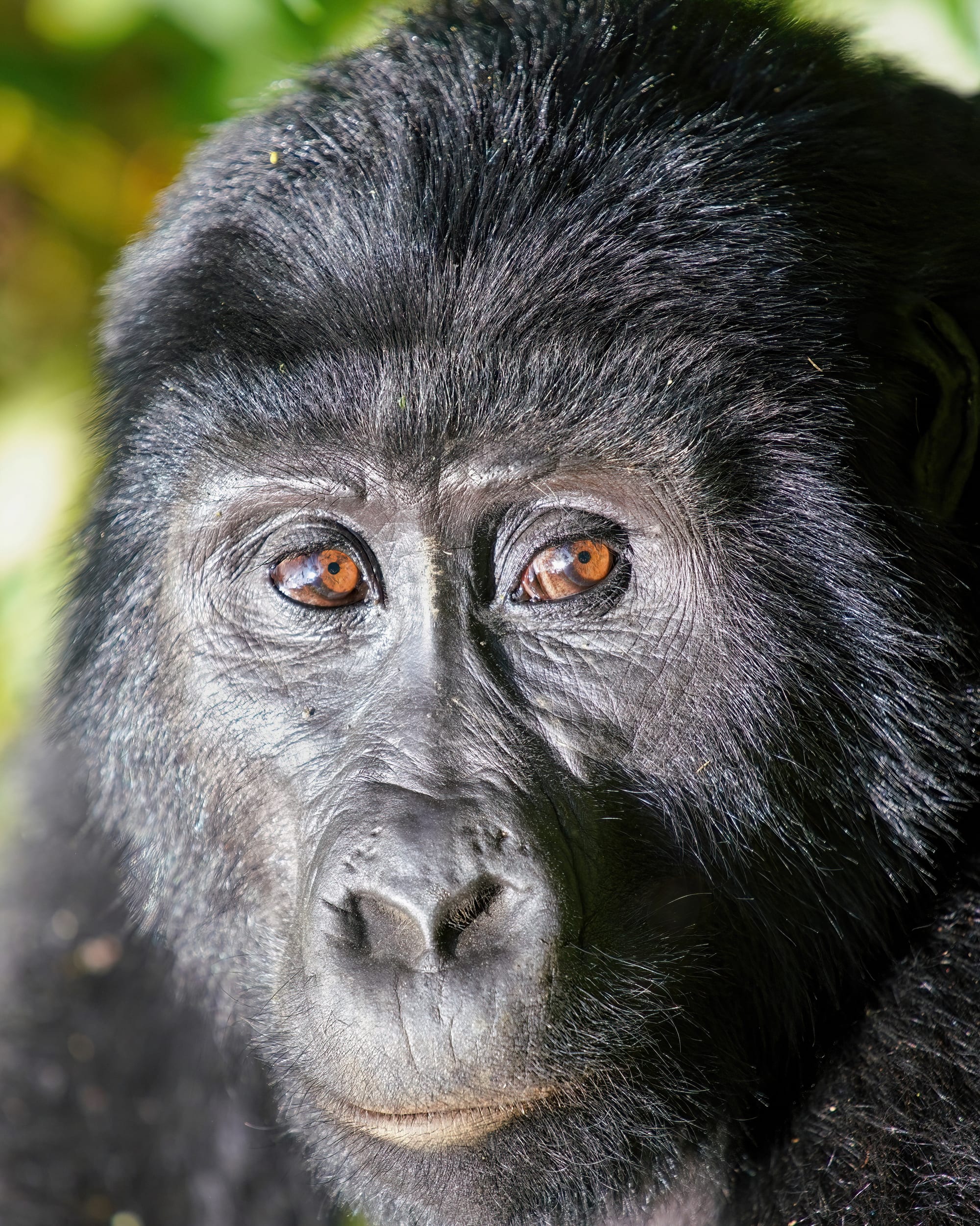 Bwindi Impenetrable Forest, Uganda