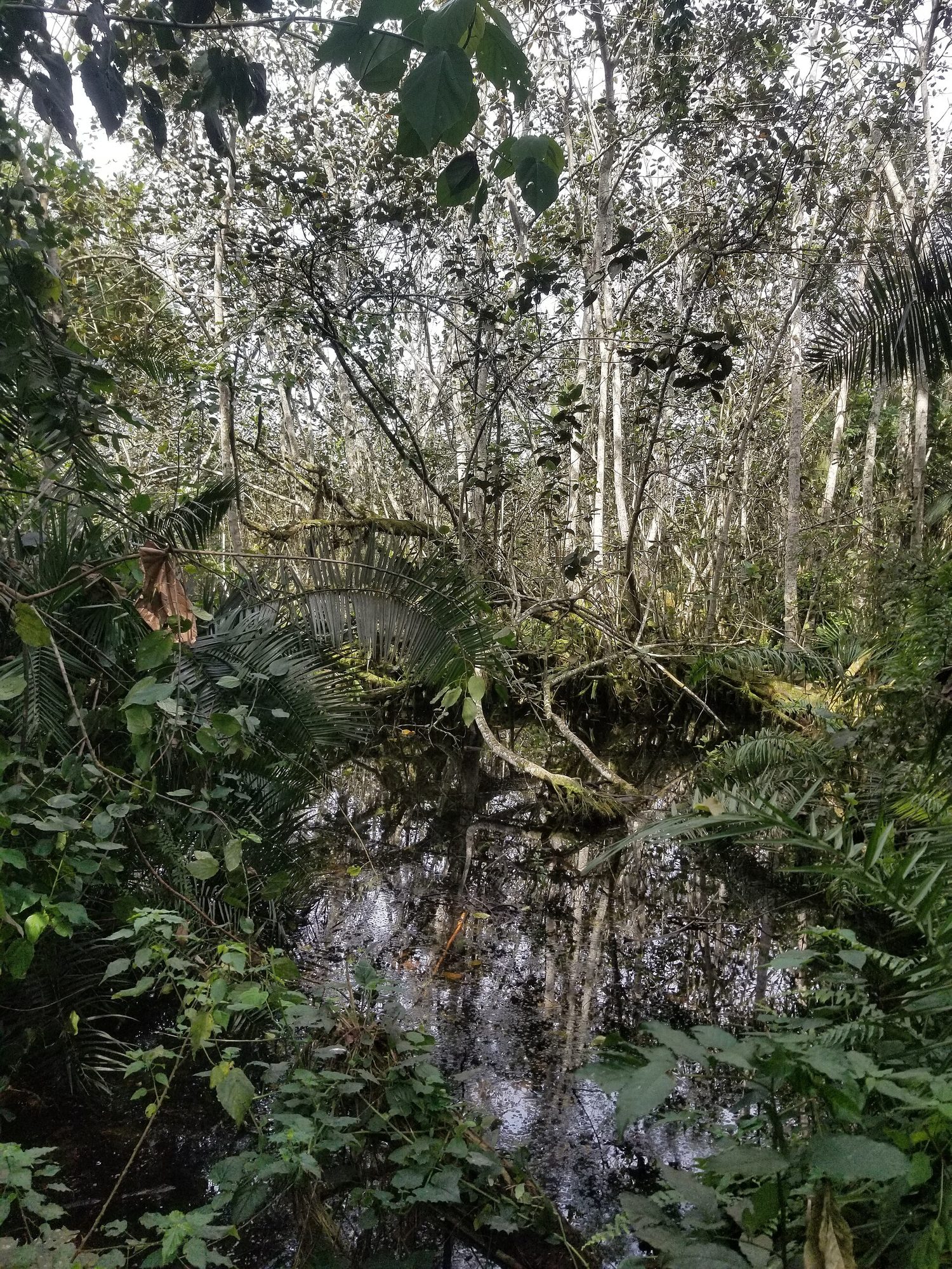 Bigodi Swamp near Kibale