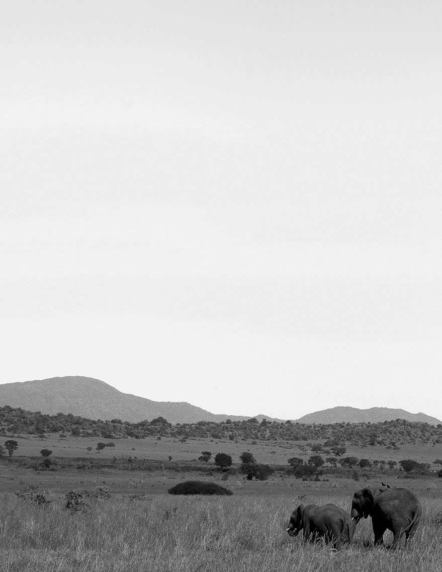 Elephants in Kidepo Valley