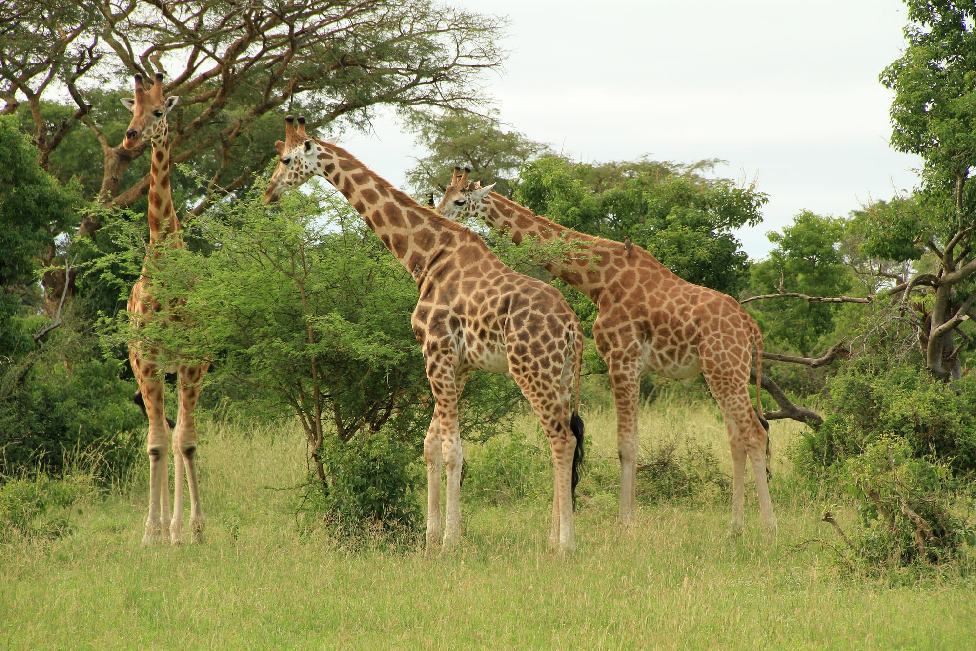 Murchison Falls, Uganda