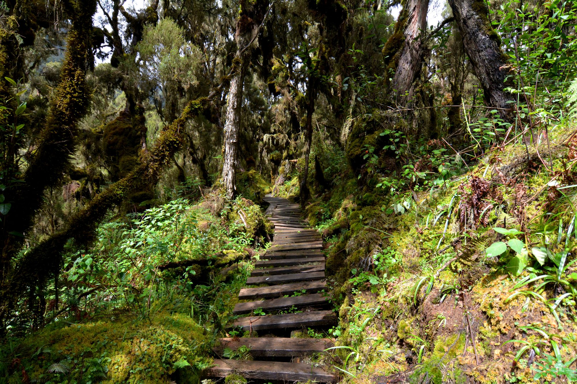 Boardwalk through the Rwenzori forest